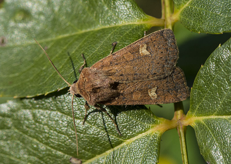 Noctuidae: Xestia (Xestia) xanthographa